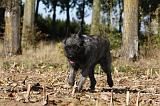 BOUVIER DES ARDENNES 292